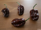 Habanero chocolate